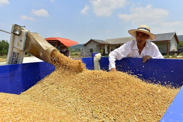 股票推荐配资 国家打出稳价增收组合拳 农民“粮仓”“钱袋”双丰收